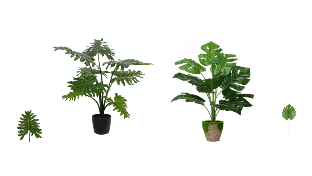 Monstera and Philodendron plants