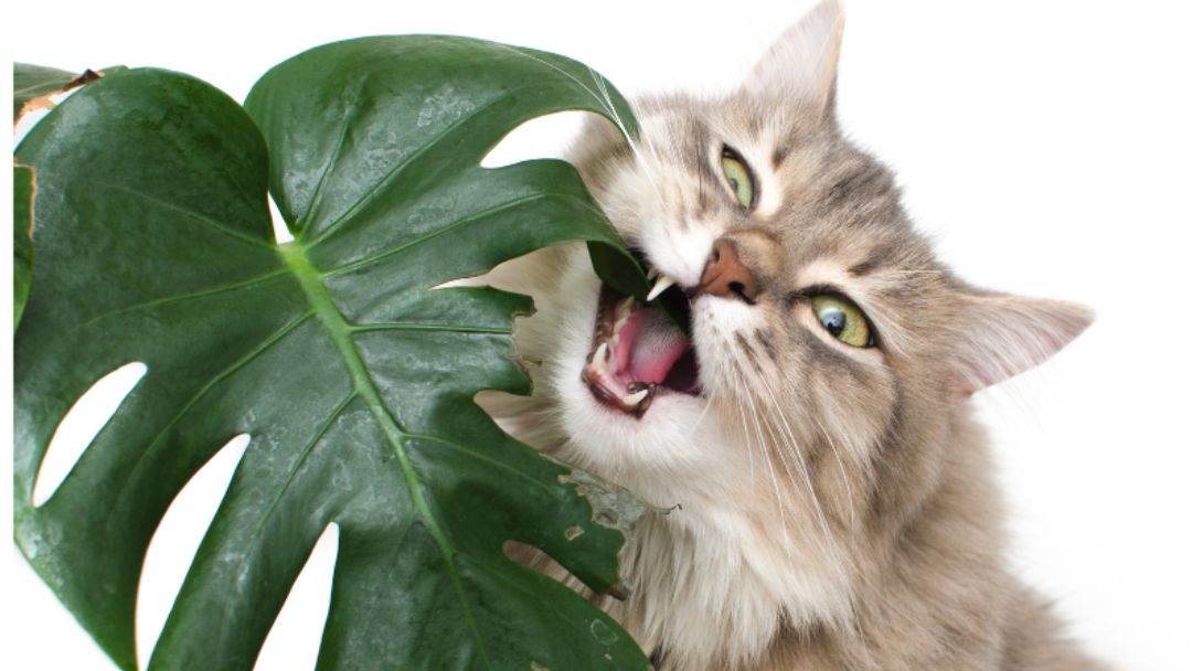 cat eating a big plant  leaf