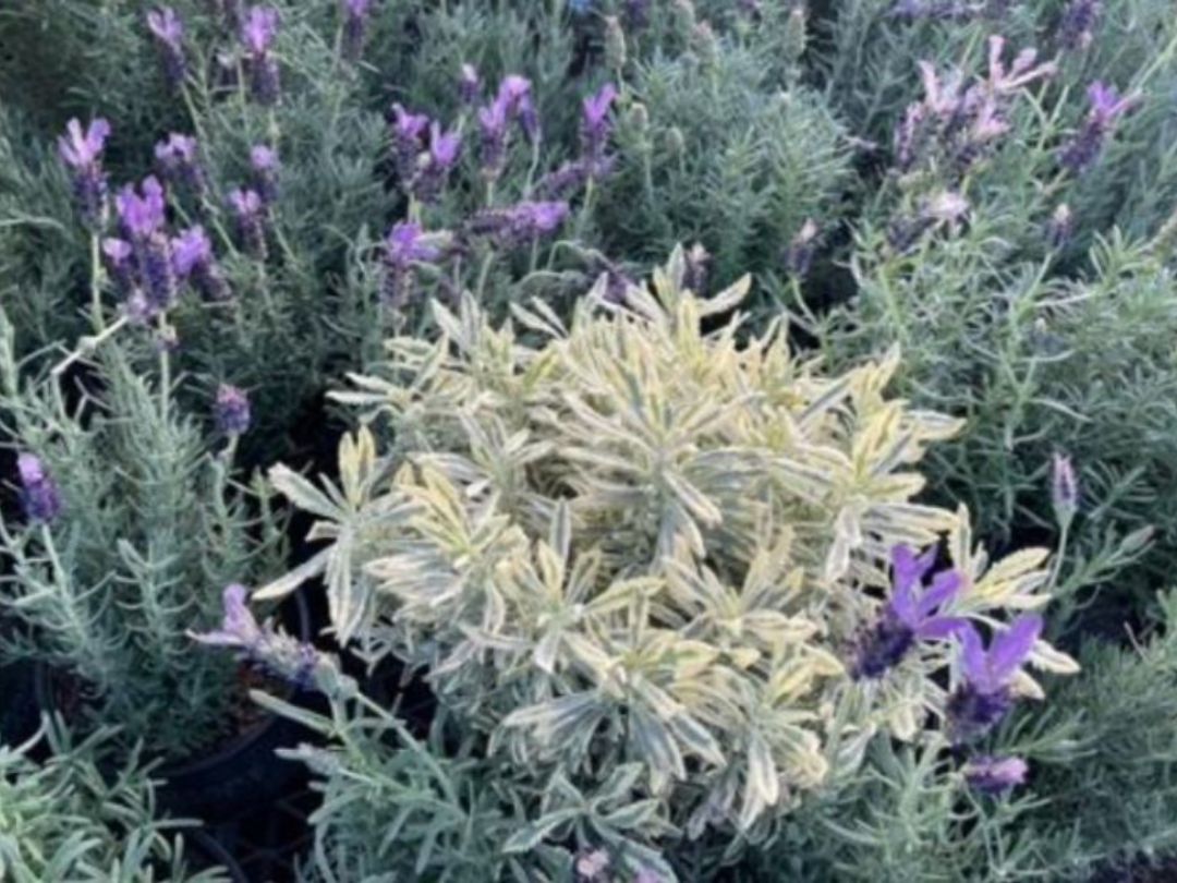 meerlo lavender with spanish lavender