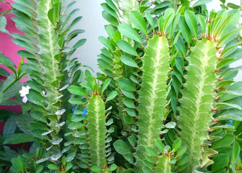 euphorbia trigona