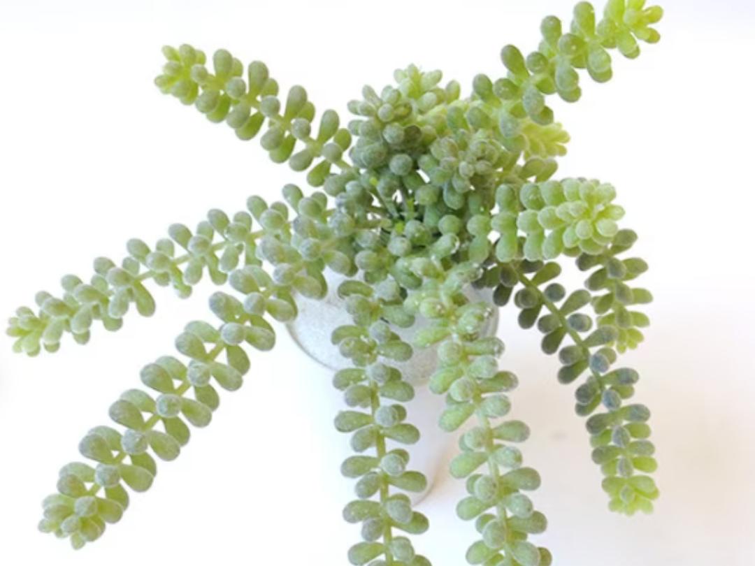 artificial sedum succulent