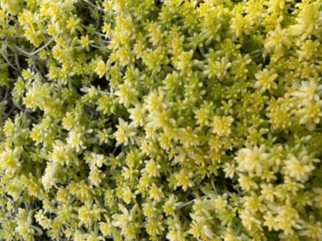 gold moss sedum succulents
