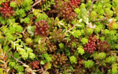 3 Ways to Use Spectacular Sedum Succulents