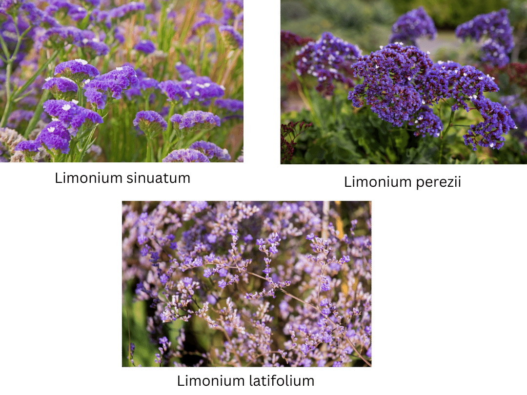 three types of limonium flowers