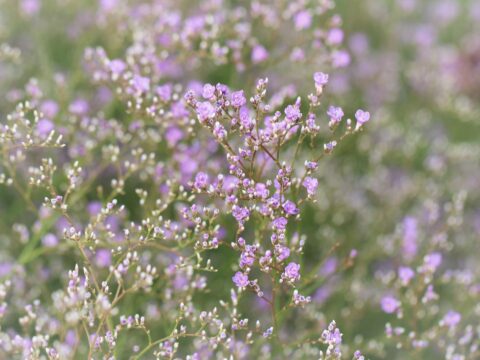 What's Your Statice? Meet Limonium Latifolium and Family - Talk Flowers ...