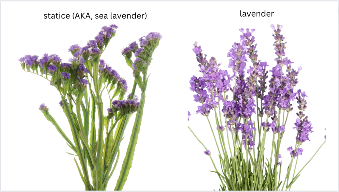 purple statice next to lavender