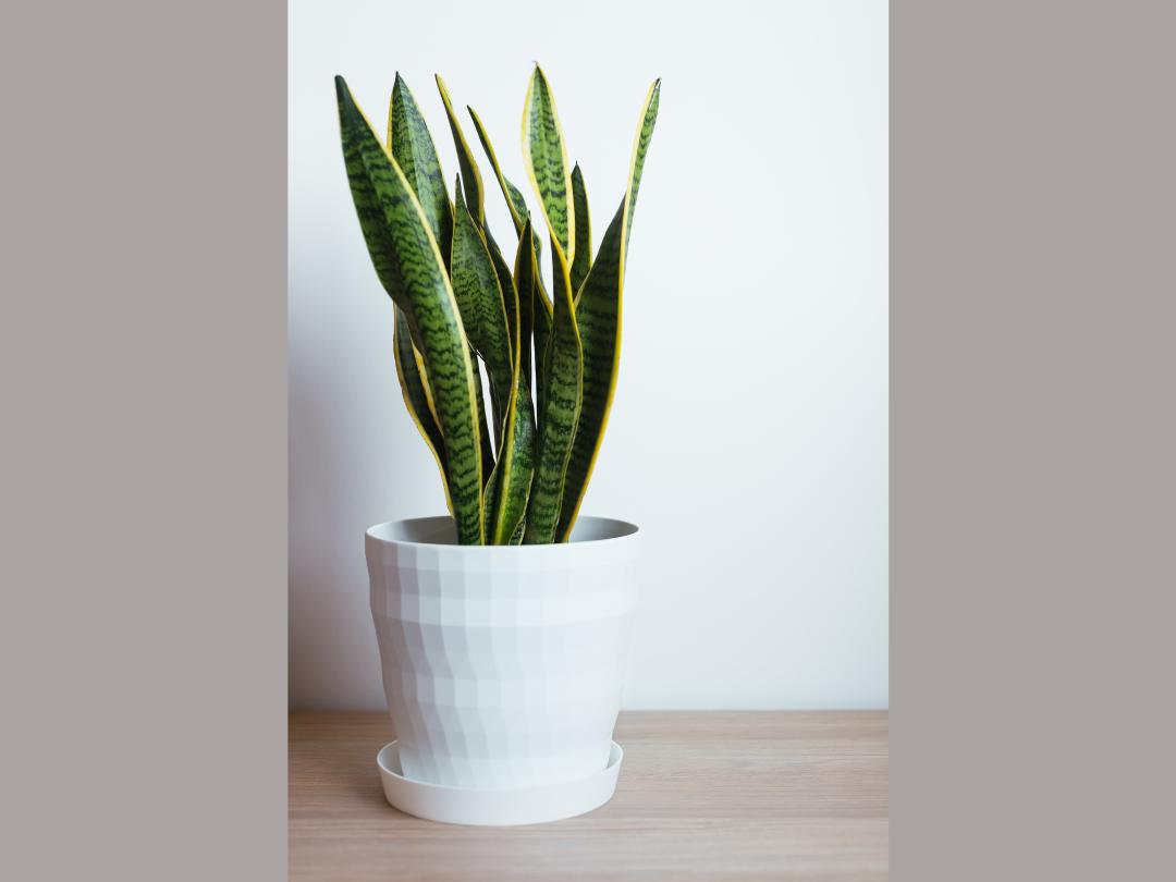 snake plant in a white ceramic planter on a wood floor