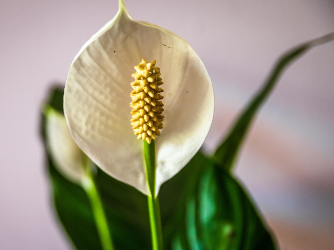 Close up of the spath and flowers of a peace lily plant