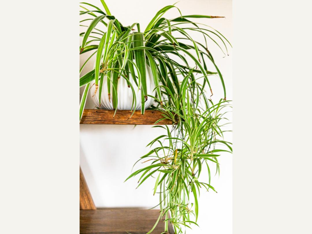 a spider plant in a round white planter on a wood shelf