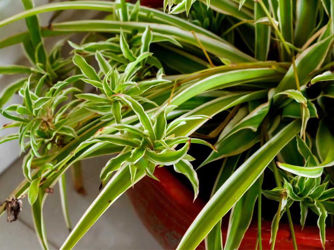 spider plant in a planter with close up on its offshoots