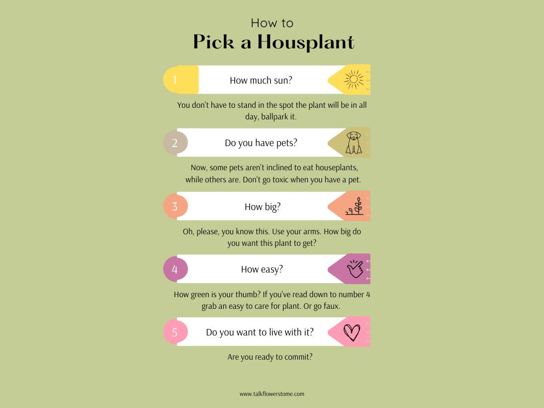 infographic showing 5 things to consider when picking a house plant