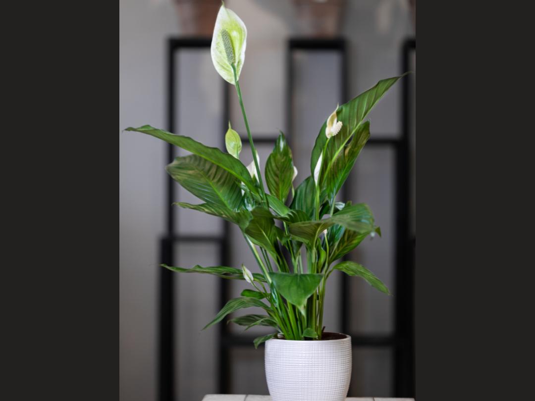 Peace lily plant in a small white planter on a table