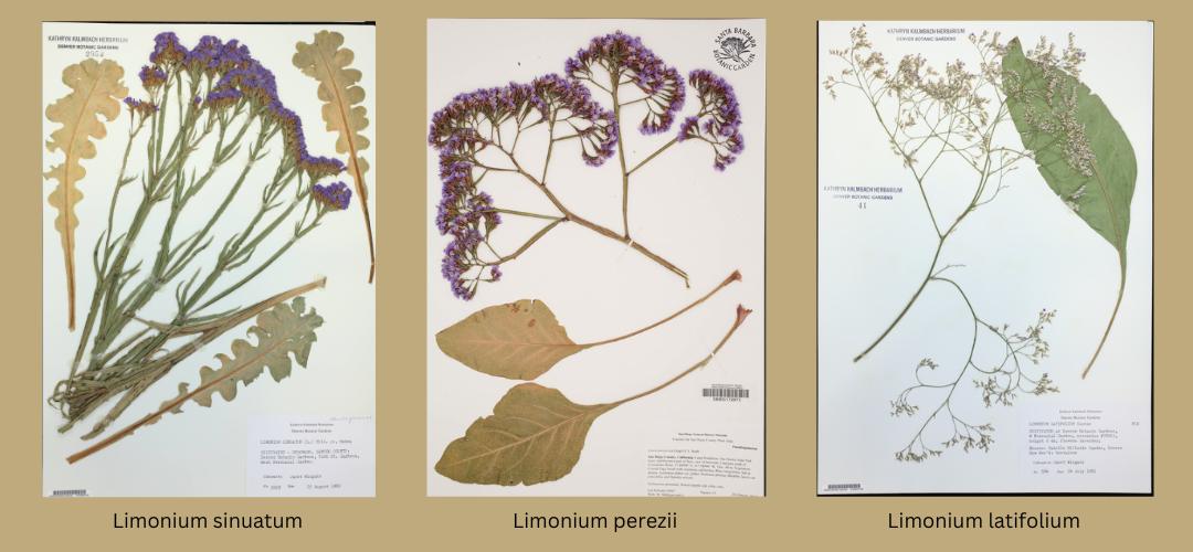pressed flowers and leaves of limonium sinuatum, limonium perezii and Limonium latifolium