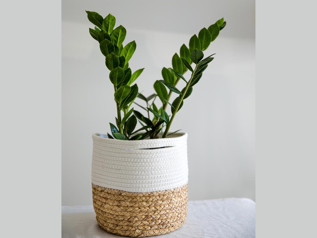 ZZ plant in a soft, two-toned basked that's natural on the bottom and white on the top