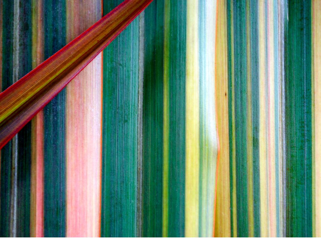 close up of flax leaves in multiple colors including greens, yellows, pinks, and dark reds