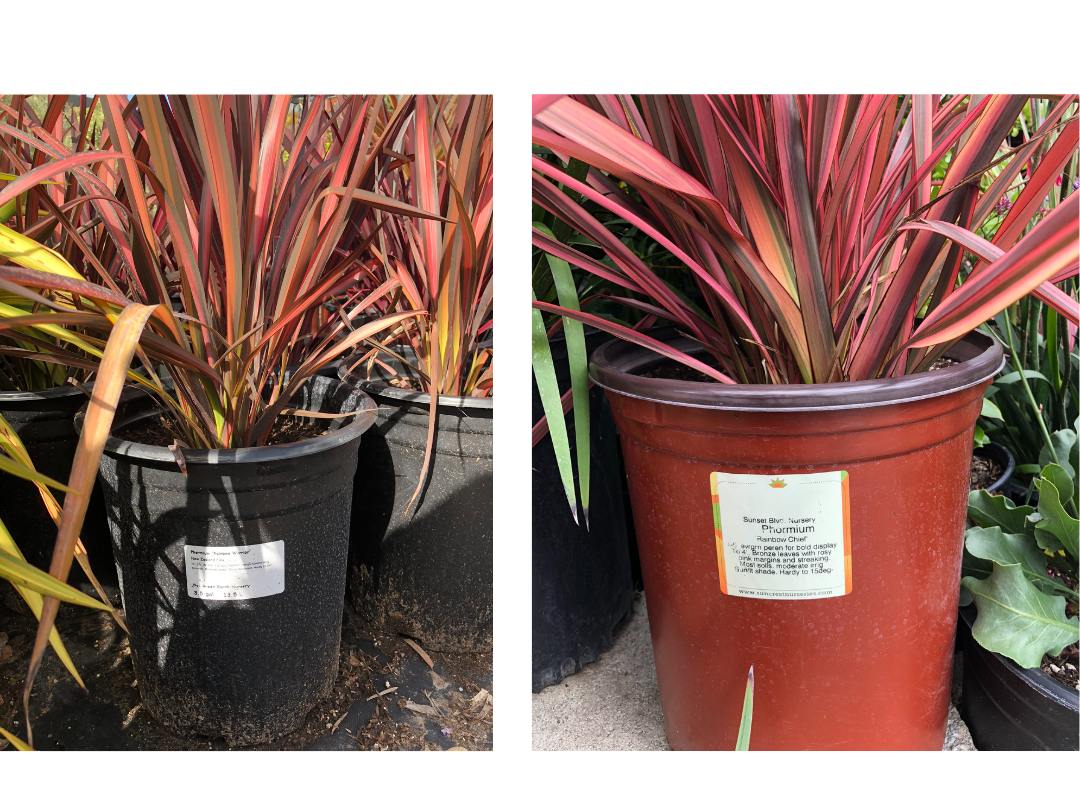 two phormium plants in plastic pots with red, green and yellow leaves