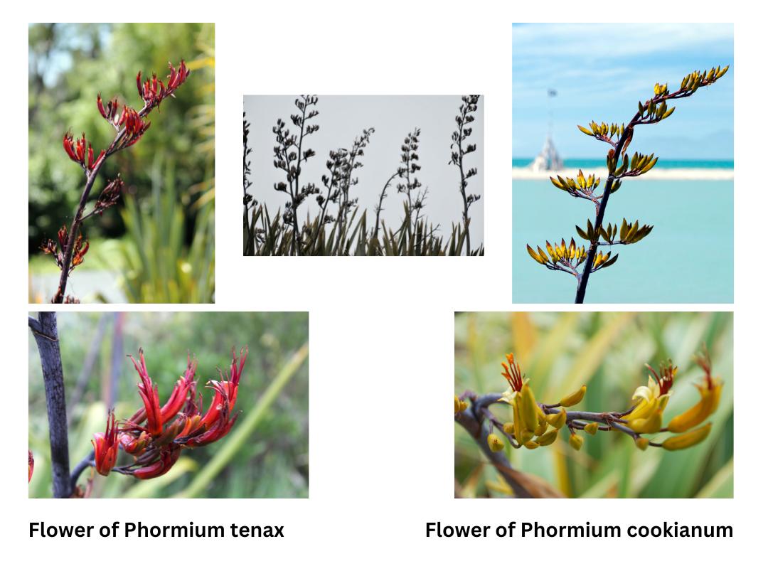 separate photos of five types of phormium flowers
