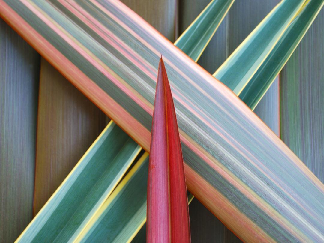 three phormium leaves with different colors, green, yellows and red