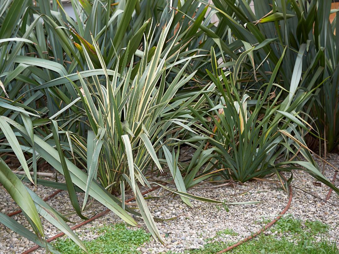 many green phormium plants next to each other  in a garden 