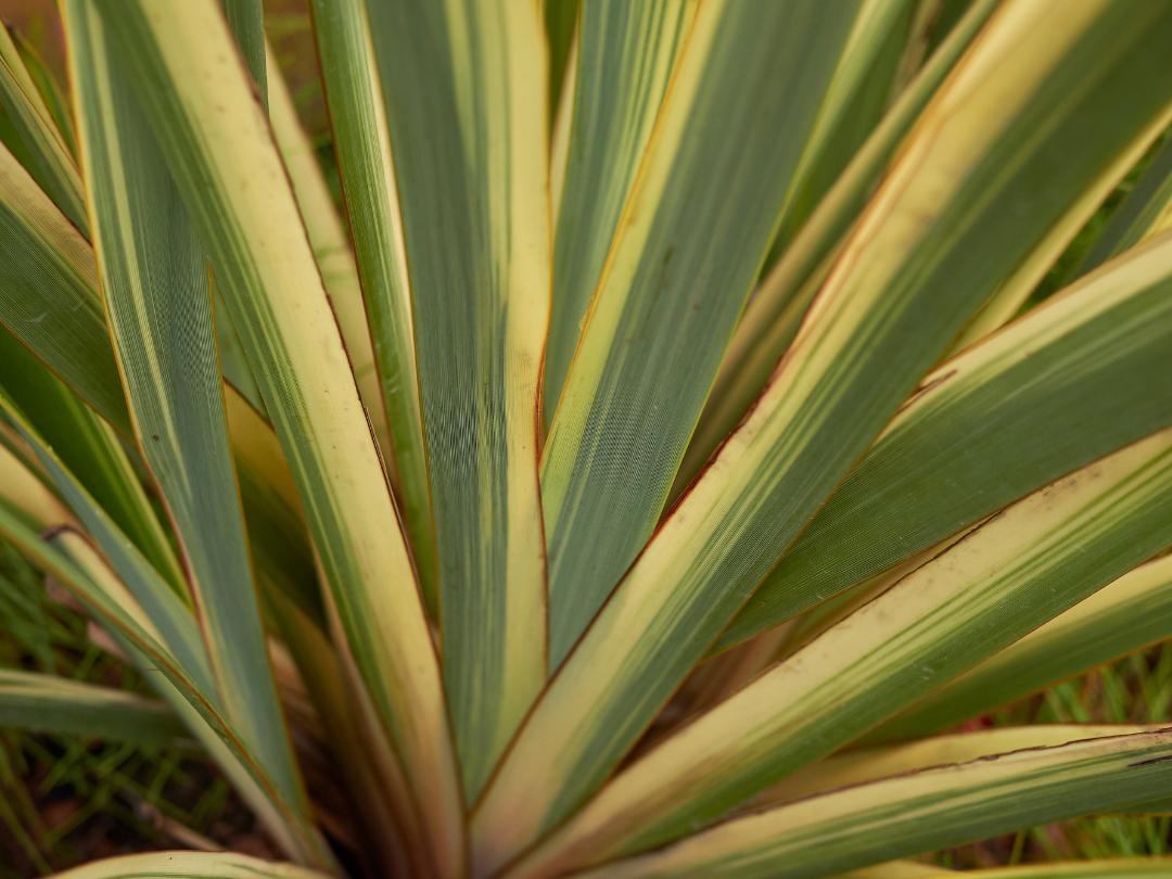 green and yellow striped leaves of the phormium variety tenax 'Variegatum'