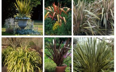 Phormium Varieties 101: Everything You Need to Know