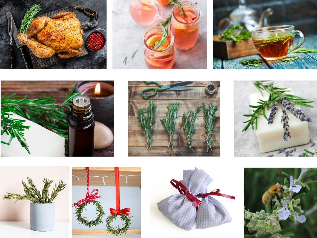 ten photos of rosemary used in various ways for cooking, cocktails, aromatherapy, crafts