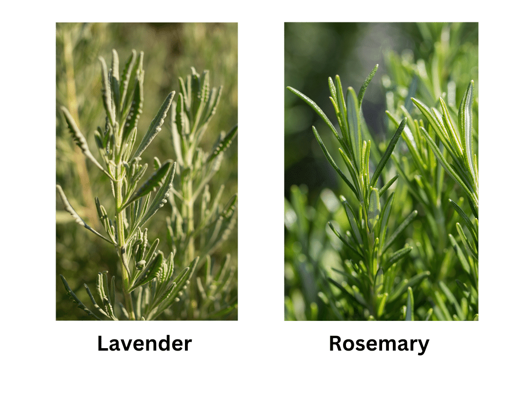 side-by-side photos of  lavender and rosemary plants