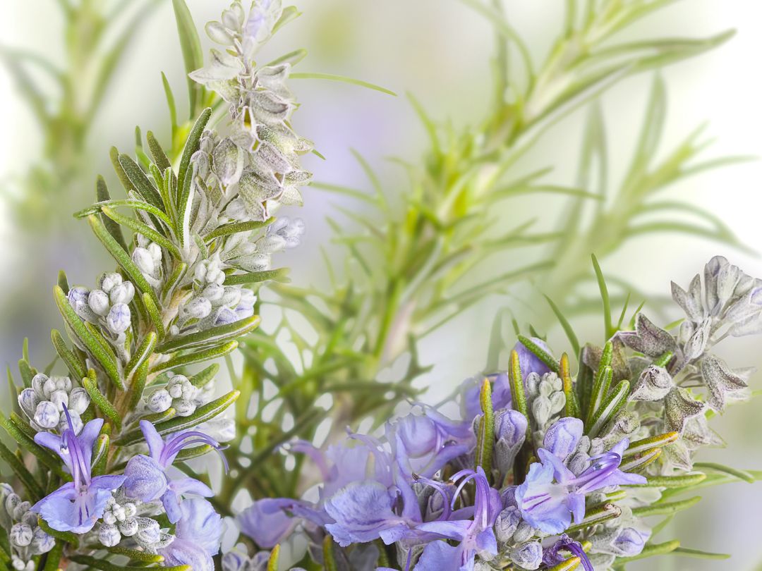 closeup of rosemary sprigs with purple flowers