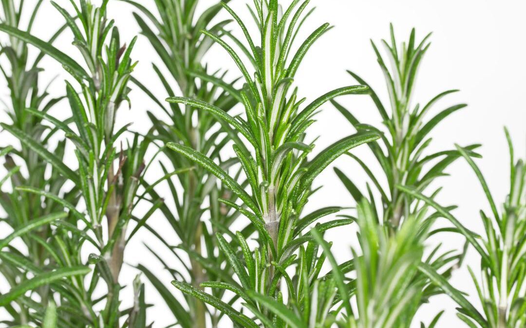 Upright Rosemary and Beyond: A Complete Guide to This Versatile Herb - Talk  Flowers to Me