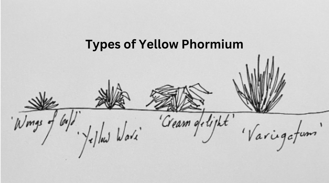 sketch of four types of yellow phormium: wings of gold, yellow wave, cream delight, and variegation