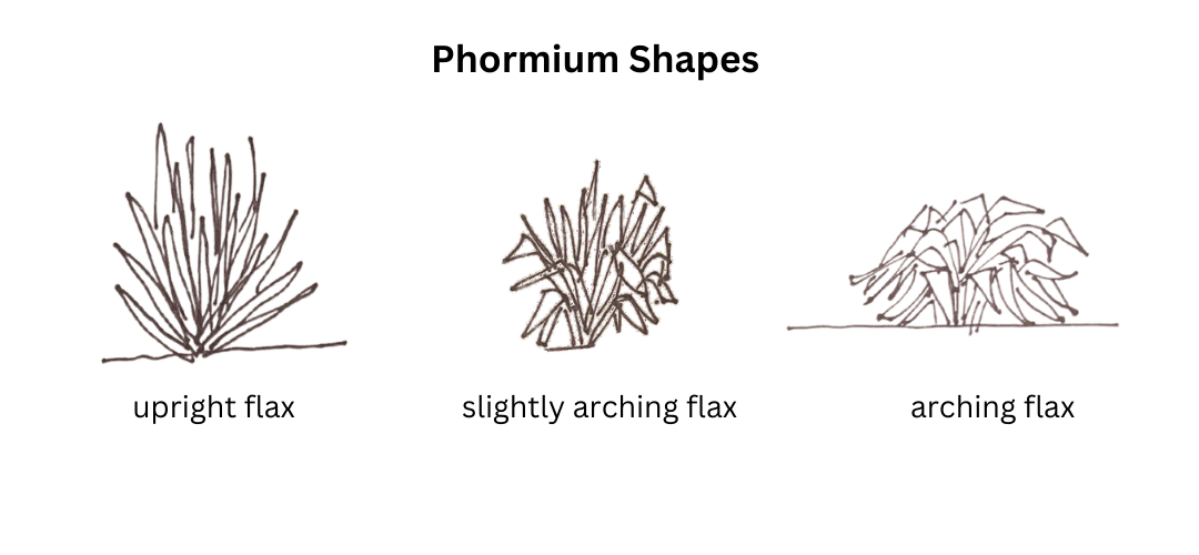 sketches of 3 phormium variety shapes with captions for 'upright flax', 'slightly arching flax" and "arching flax'