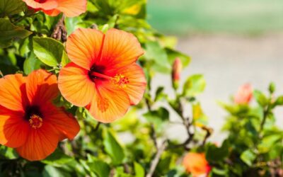 Make the Most of Your Tropical Hibiscus: Care Tips & Creative Uses