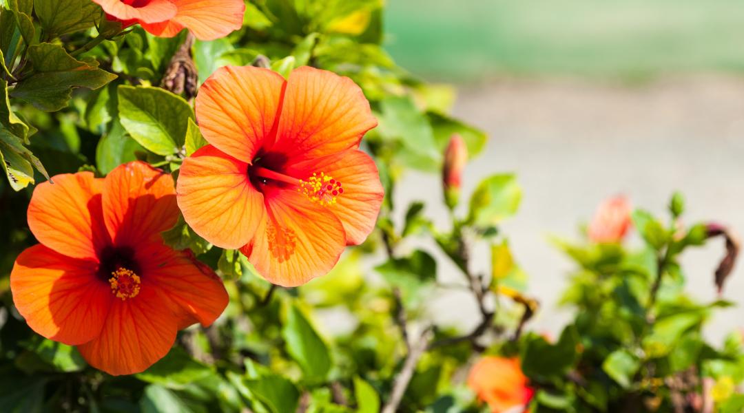 Make the Most of Your Tropical Hibiscus: Care Tips & Creative Uses
