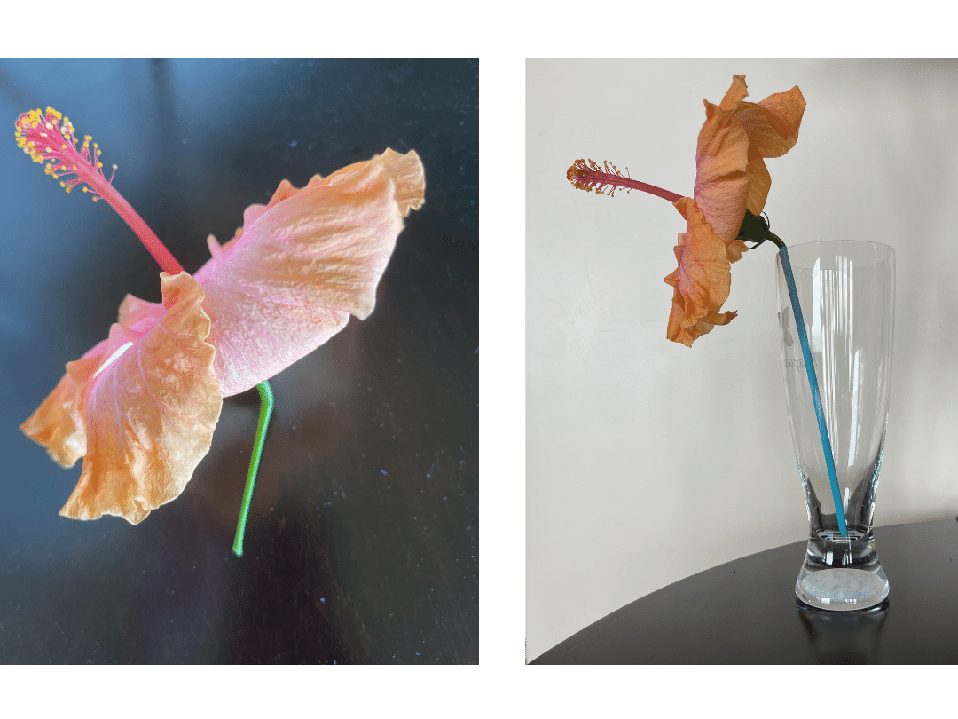 photo on left close up of hibiscus flower with very short stem. Photo on right is same flower with the stem in a straw in a tall glass