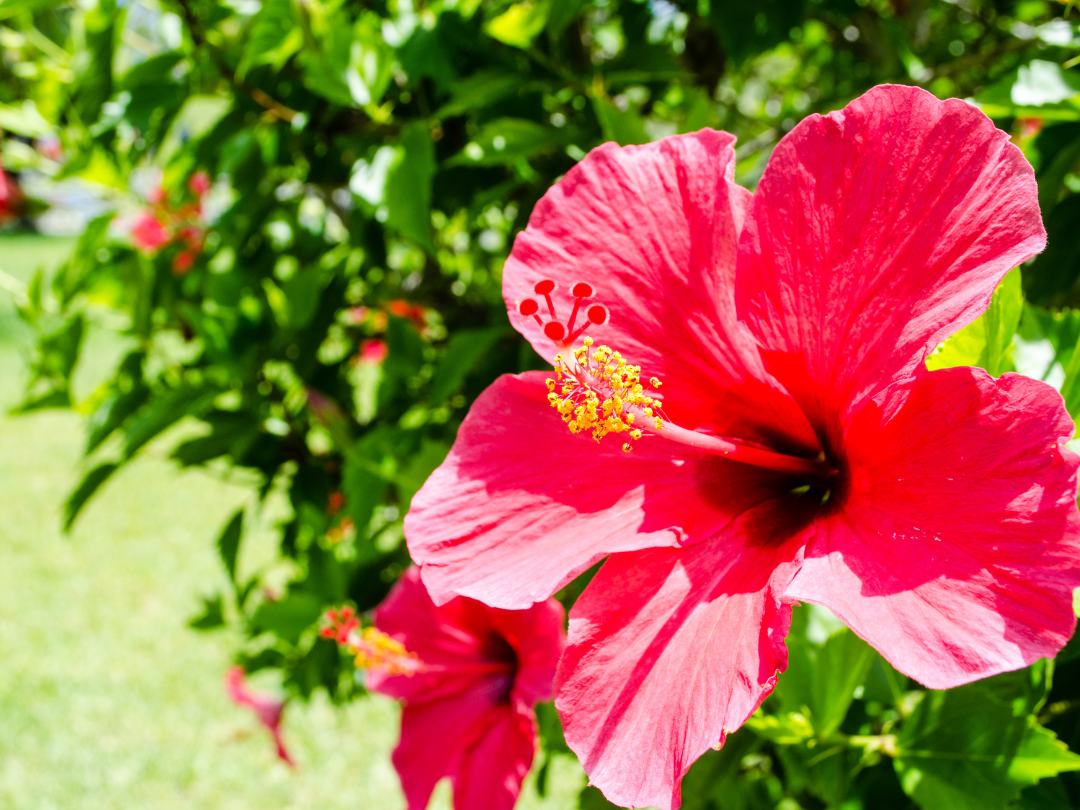 bright reddish pink hibiscus flower growing on a hibiscus plant with green lawn visible in background