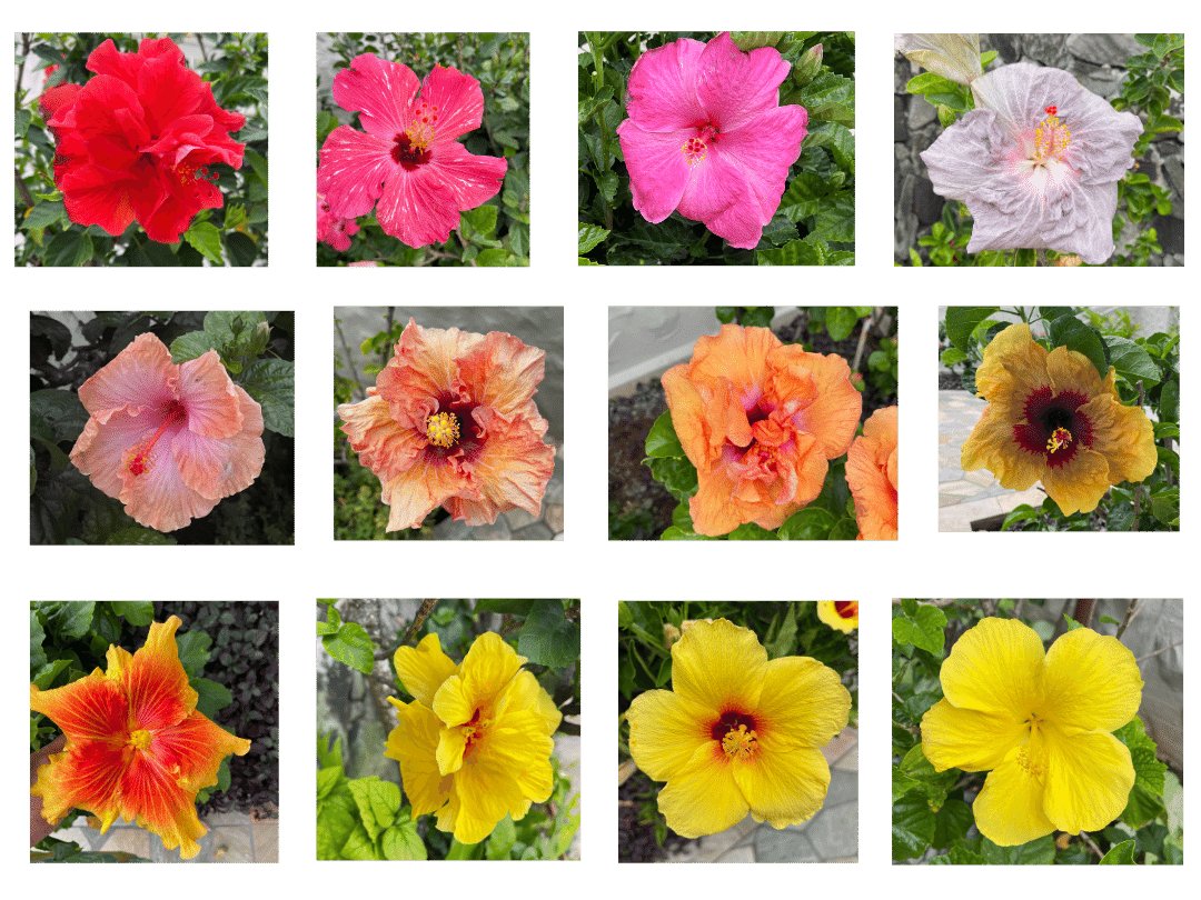 photo collage showing 8 single hibiscus flowers at various stages of life from thriving to wilted and shriveled