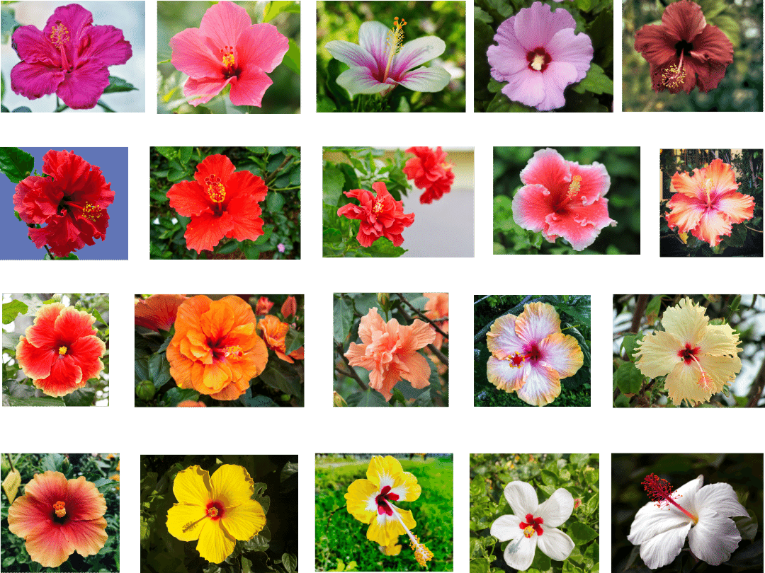 close up photos of 20 hibiscus blooms in a wide variety of colors and types