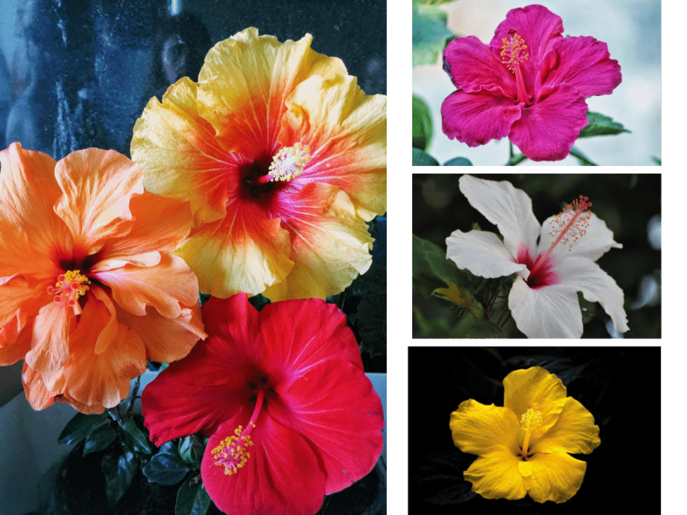 Make the Most of Your Tropical Hibiscus: Care Tips & Creative Uses ...