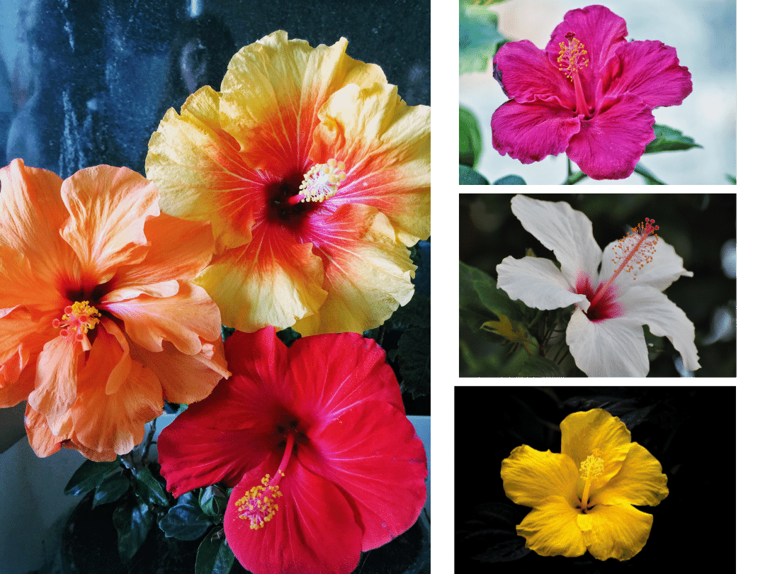 photo collage of various colored hibiscus flowers including orange, yellow, red, pink, and white