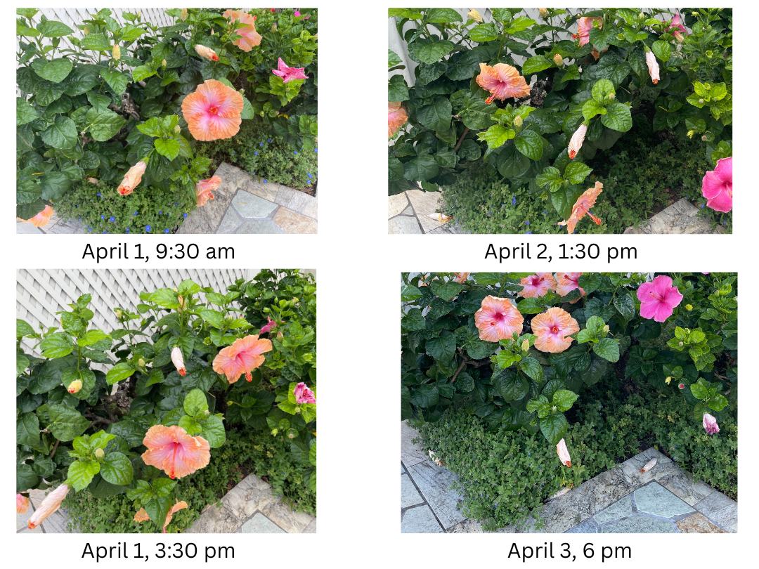 four photos of a live hibiscus plant on april 1 at 9:30am and 3:30pm, April 2 at 1:30pm and April 3 at 6pm.