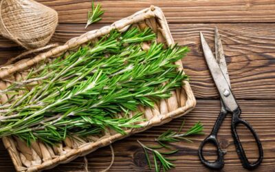 10 Great Uses for Rosemary