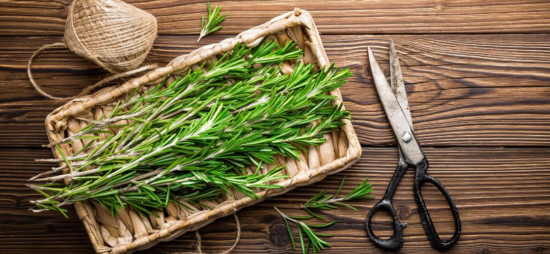 10 Great Uses for Rosemary