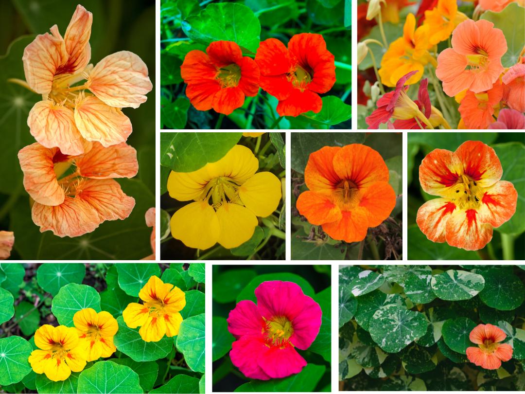 A collage of nine close-up photos of various color nasturtium flowers, including orange, red, yellow, two-toned and pink.