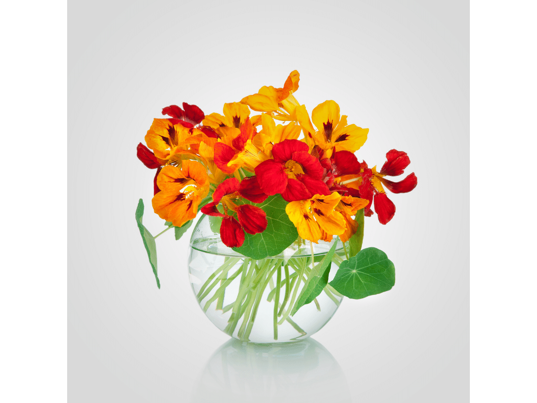 a round glass vase filled with orange and red nasturtium flowers and green nasturtium leaves