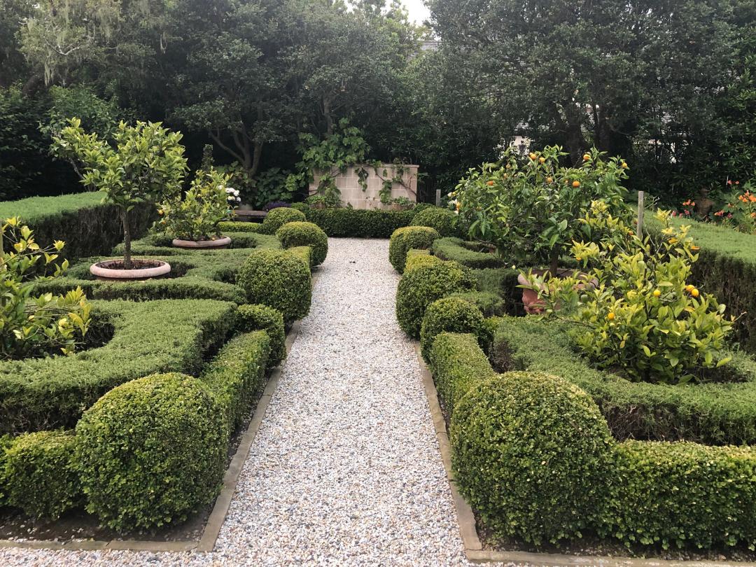 Formal garden with potted lemon trees surrounded by two types of rosemary