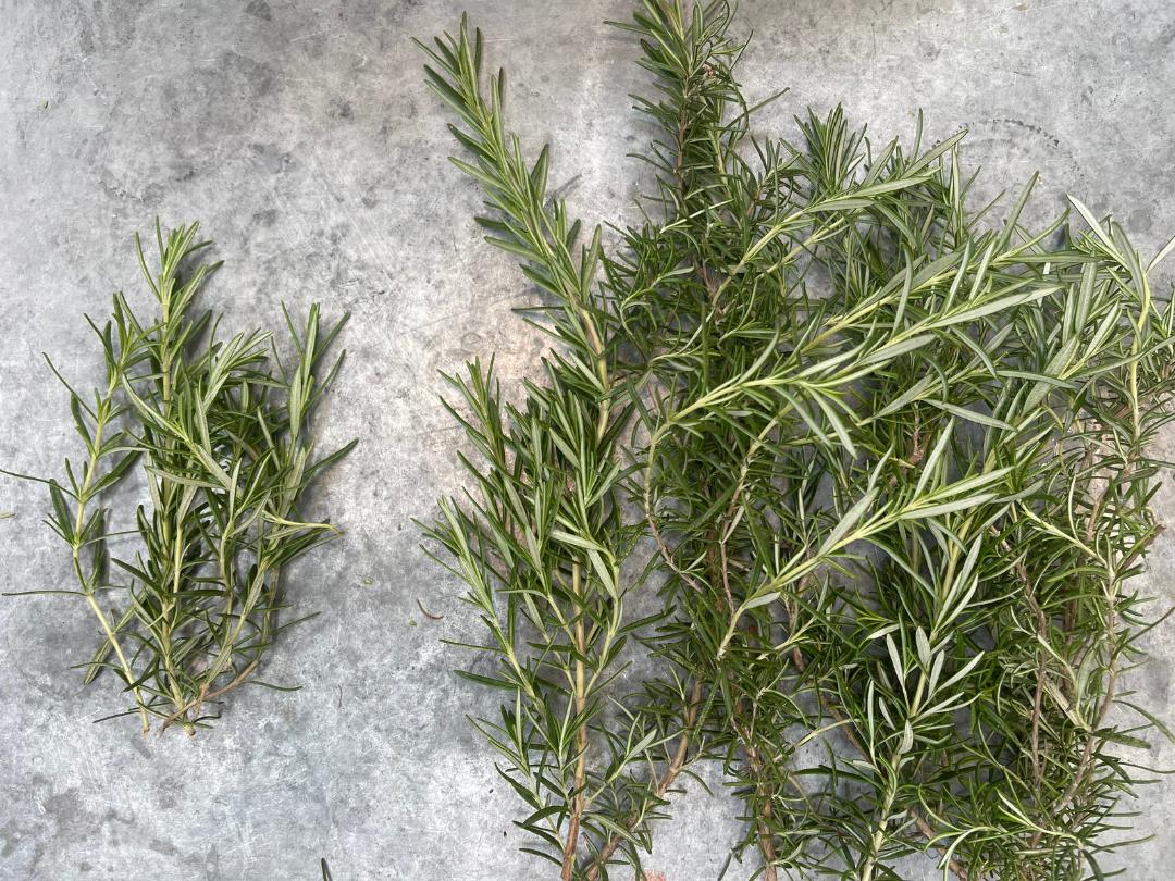 one small pile and one bigger pile of freshly harvested rosemary sprigs