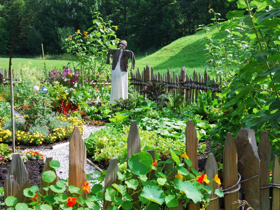 A lush, vegetable garden filled with many plants and flowers, including nasturtiums, and a scarecrow -- all inside a rustic wooden fence.