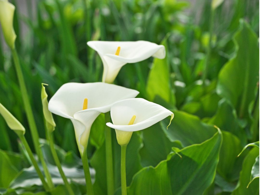 3 calla lilies growing in a garden
