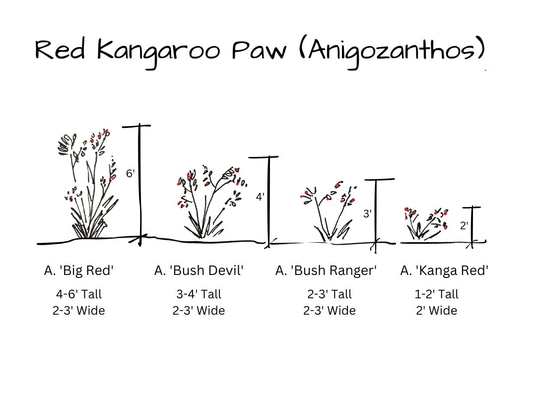 sketch of various sizes of Red Kangaroo Paw (Anigozanthos), including 'big red', 'bush devil', 'bush ranger', and 'kanga red'