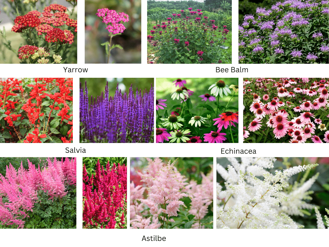 collage of plant photos including Yarrow, Bee Balm, Salvia, Echinacea, and Astilbe